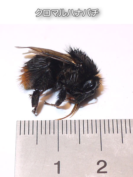 クロマルハナバチ．黒丸花蜂の大きさ