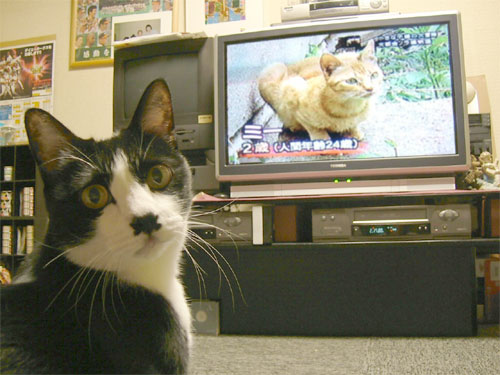 猫の番組を観る猫・牛田モウ