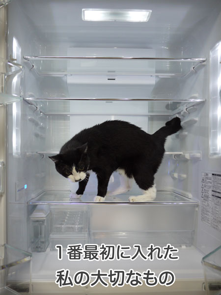 冷蔵庫の中に猫を入れる：牛田モウ君