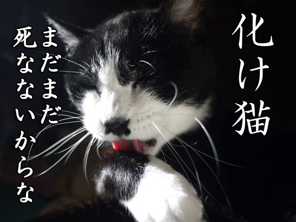 化け猫：牛田モウ