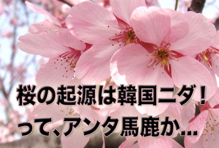 日本の桜は韓国の済州島が起源ニダ