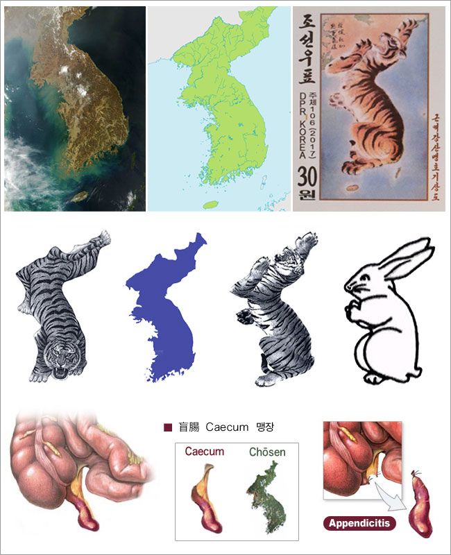朝鮮半島はトラ,うさぎ,盲腸