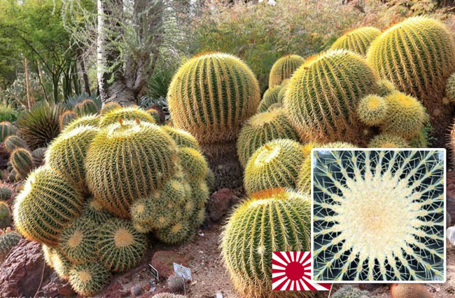 Echinocactus エキノカクタス Rising Sun 旭日旗