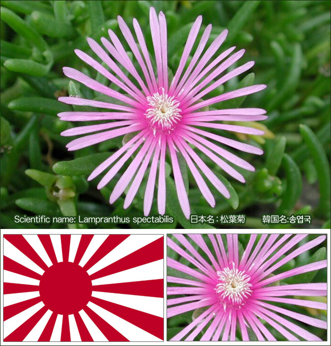 Lampranthus spectabilis（マツバギク/松葉菊）, Rising Sun Design 旭日旗,戦犯旗(전범기)
