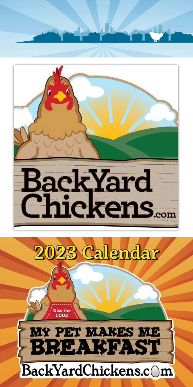 BackYard Chickens BYC, Rising Sun 旭日旗